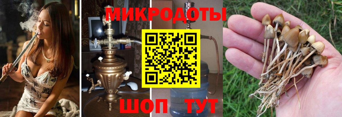 Псилоцибиновые грибы Cubensis Камышлов